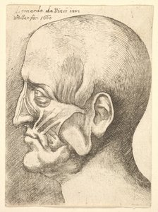 Ecorche head of a man in profile to left by Wenceslaus Hollar