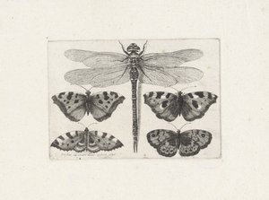 Dragonfly and Four Butterflies by Wenceslaus Hollar