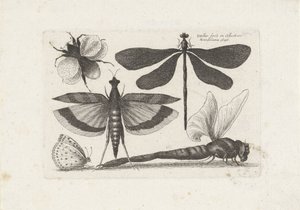 Dragonflies, Butterfly, and a Bumblebee