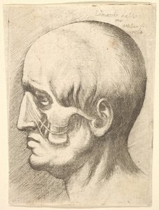 Male head in profile to left with muscles exposed, 1660 by Wenceslaus Hollar