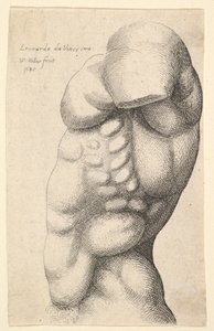 Male torso from neck to hip in profile to left by Wenceslaus Hollar