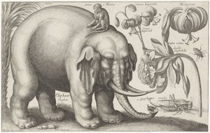 Elephant, Monkey, Flowers and Insects by Wenceslaus Hollar