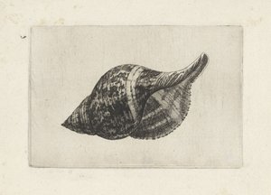 Shell, Fasciolaria Tulipa by Wenceslaus Hollar