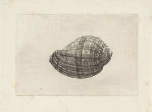 Shell, Harpa Major