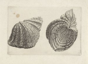Shell, Hippopus Hippopus