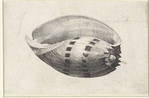 Shell, Melo Amphora by Wenceslaus Hollar