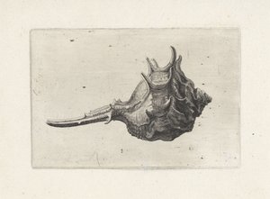 Shell, Murex Brevispina by Wenceslaus Hollar