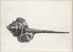 Shell, Murex Haustellum (series title) by Wenceslaus Hollar