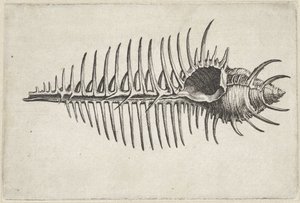 Shell, Murex Pecten (Shells) by Wenceslaus Hollar