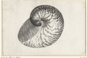 Shell, Nautilus Pompilius by Wenceslaus Hollar