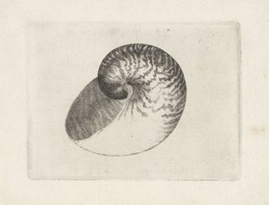 Shell, Nautilus Pompilius (Shells) by Wenceslaus Hollar