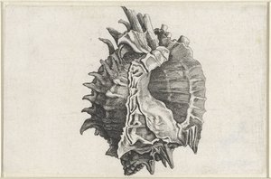 Shell, Phyllonotus Erythrostomus by Wenceslaus Hollar