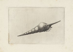 Shell, Tibia Fusus Melanocheilus by Wenceslaus Hollar