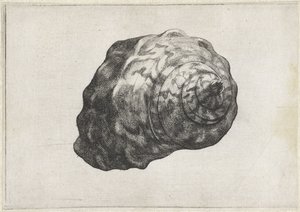 Shell, Turbo Sarmaticus by Wenceslaus Hollar
