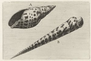 Shells, Mitra Cardinalis (A) and Terebra Subulata (B) by Wenceslaus Hollar
