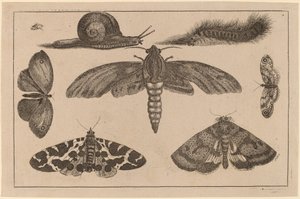 Six Insects, a Caterpillar, and a Snail by Wenceslaus Hollar
