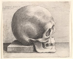Skull in profile to right by Wenceslaus Hollar