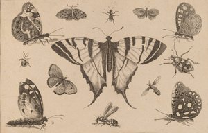 Swallow-tailed Butterfly and Twelve Other Insects by Wenceslaus Hollar