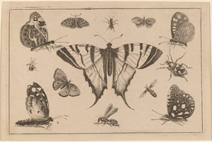 Swallow-tailed Butterfly and Twelve Other Insects by Wenceslaus Hollar