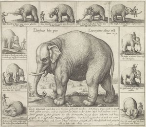 Tame Elephant by Wenceslaus Hollar