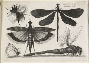 The Set of Butterflies, One of Twelve