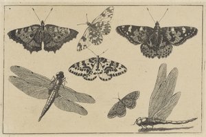 Two Dragonflies and Five Butterflies by Wenceslaus Hollar