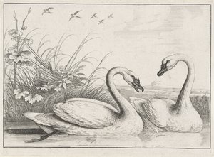 Two Swans