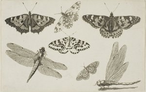 Two Dragonflies and Five Butterflies by Wenceslaus Hollar