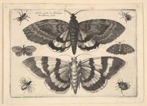 Two Moths and Six Insects by Wenceslaus Hollar