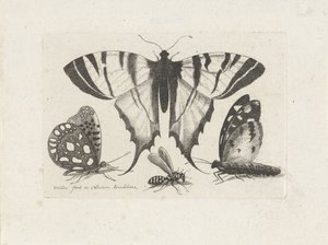 Butterflies and a Wasp Insects (series title) Muscarum Scarabeorum (series title) by Wenceslaus Hollar