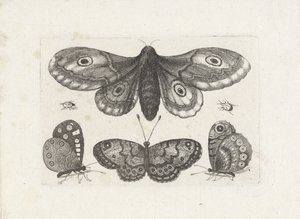 Butterflies, Beetles, and a Moth (Insects) by Wenceslaus Hollar