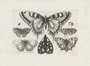Butterflies, Beetles, and a Moth by Wenceslaus Hollar