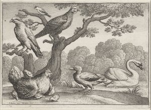 Swan, Hen with Chicks, and Other Birds (Various Birds)
