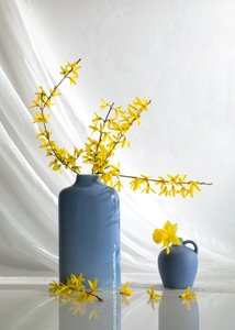 Yellow Blooms In Blue Vases by Wendy Xu