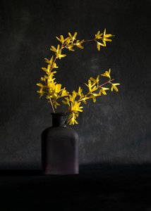 Yellow Forsythia Vase by Wendy Xu