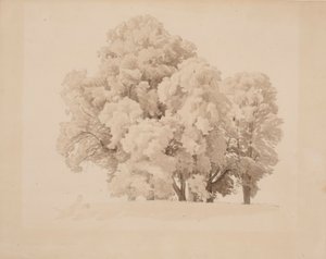 Group of Deciduous Trees by Werner Holmberg