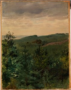Spruce Saplings in Sandy Soil, Study