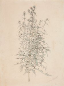 Thistle