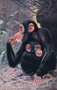Chimpanzee, illustration from Wildlife of the World