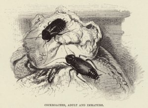 Cockroaches, Adult and Immature by Wilhelm Kuhnert