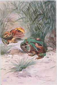 Horned Frog by Wilhelm Kuhnert