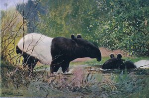 Indian Tapir