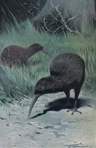 Kiwi, illustration from Wildlife of the World, c.1910