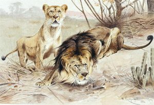 Lion, plate from "Brehms Tierleben: Allgemeine Kunde des Tierreichs", vol.1, p.453, published by Bibliographisches Institut