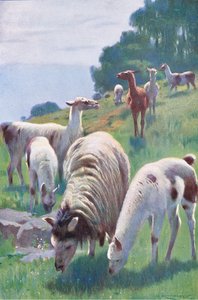 Llama by Wilhelm Kuhnert