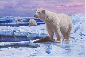 Polar Bear
