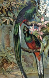 Quetzal Resplendent (illustration) by Wilhelm Kuhnert