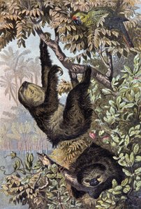 Sloth