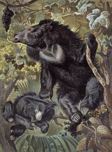 Sloth Bear