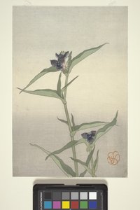 Flower Study, c.1908